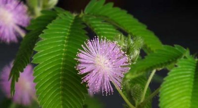 含羞草有哪些特点和用处 草本植物含羞草样子等特征