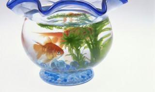 鱼缸里放什么水草好 鱼缸里放哪种水草好