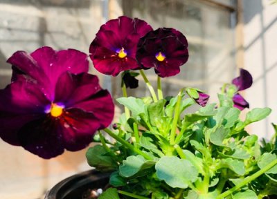 角堇花期一年开花次数 角堇花期一年开几次花