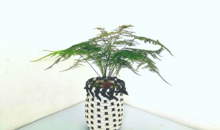 客厅里适合养什么花好 适合客厅养的植物