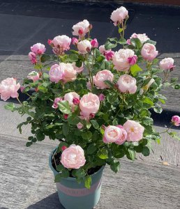 羽毛月季有哪些特点 灌木型羽毛月季花的优缺点介绍