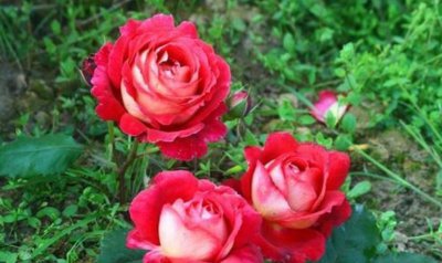 国际十大月季强香排行 香味浓郁的10款月季花盘点