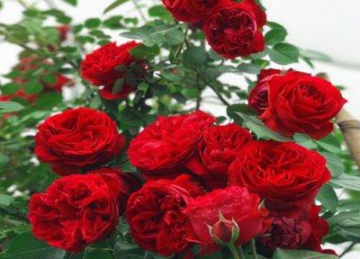 月季蚜虫最有效防治方法 月季蚜虫病用什么药处理