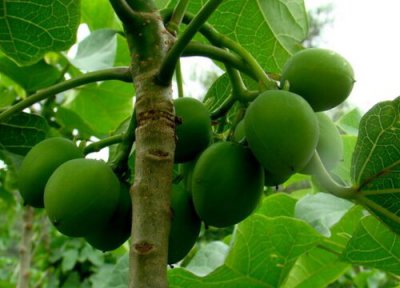 紫油树值钱 紫油树值钱吗 市场价格