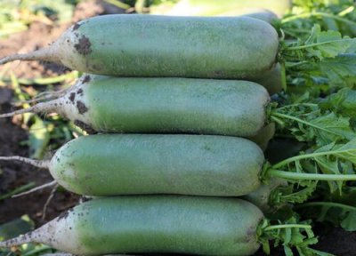 萝卜多久成熟 一般多少天会成熟