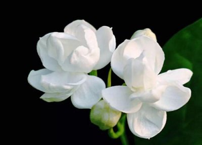 茉莉花开花就枯萎 茉莉花开花越来越少的原因