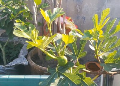 怎样无花果结的更多 盆栽无花果怎么养护结的果子多又甜又大