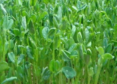 芽豆播种适合时间 芽豆什么时候播种合适