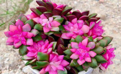 家里吹雪之松锦怎么养 多肉松锦的养殖方法和注意事项