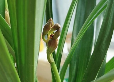 剑兰是否怕冻 剑兰冬天怎么养护