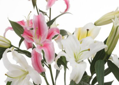 百合花有几种颜色 分别是什么颜色