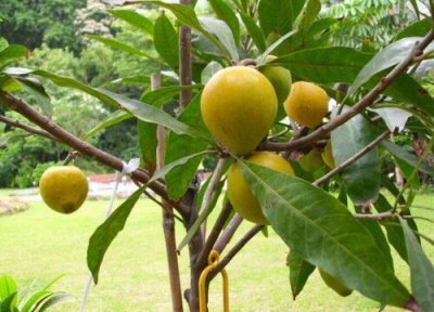 鸡蛋果成熟时间 鸡蛋果什么时候成熟