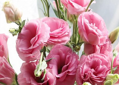 洋桔梗哪个品种好看 品种名称及图片