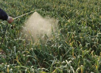 大蒜锈病用什么药效果最好 打药防治黄锈病其实很简单