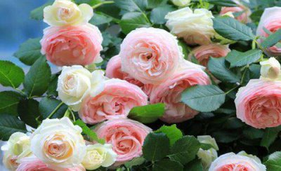 月季叶子不展起扭曲怎么回事 叶子长出来不舒展补救技巧