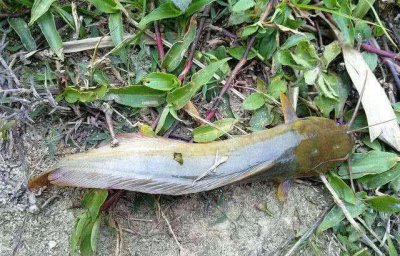 有胡须的鱼叫什么名字 垂钓塘角鱼的正确方法介绍