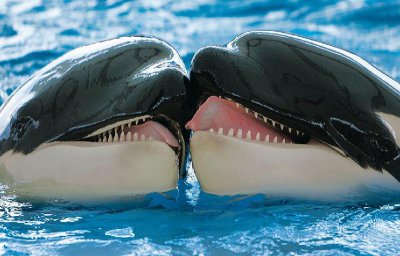 世界上智商最高的动物 除了人之外虎鲸智商当于人类几岁