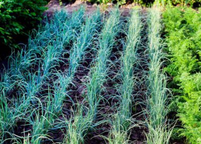 小葱冲什么肥料长的壮 小葱施肥用什么肥料长得好又粗