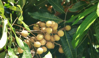 厦门有哪些特色水果 厦门特色水果简单介绍