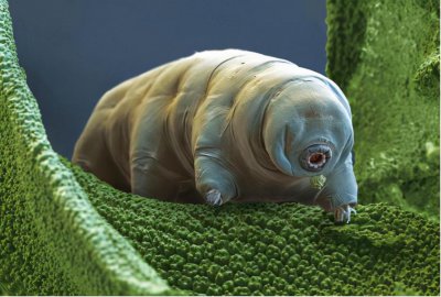 世界上杀不死的动物排名 这6种动物身体坏了可以再生