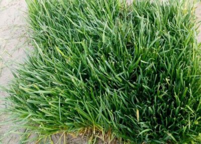 草坪品种有哪些 绿化草坪品种有哪几种