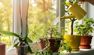 怎样挑选长寿花冬季养护 冬季如何养护长寿花