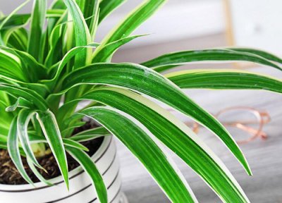 吊兰一年开花次数 吊兰一年开几次花