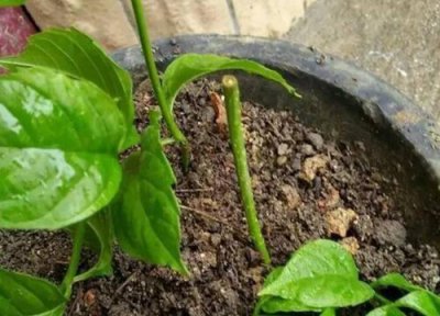 菊花扦插生根时间 菊花扦插多久生根发芽