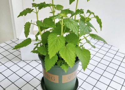 种植一亩紫苏的利润 黄精种植亩产多少成本和利润