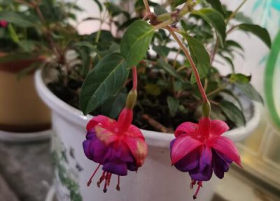 倒挂金钟什么时候开花 花期在几月份