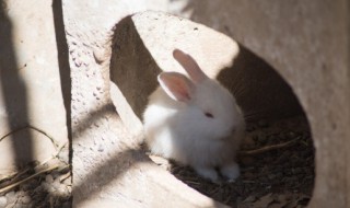 爱干净的人家里适合养什么宠物 爱干净的人家里适合养哪些宠物