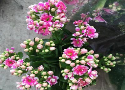 夏季可以修剪长寿花吗 夏季养护长寿花怎么修剪