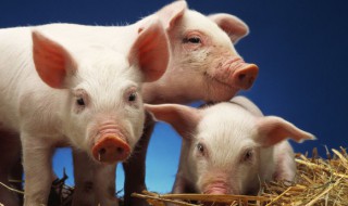 挑选后备母猪的技巧 后备母猪的挑选要点