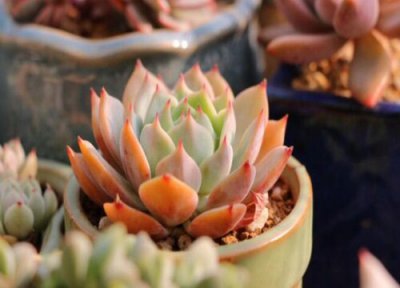 多肉浇水为什么要浇透 多肉浇水存在哪些误区呢