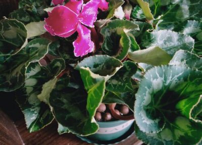 仙客来夏天晒太阳 仙客来怎么度夏安全