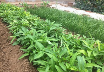 春季可以种的蔬菜有哪些品种 春天种植这10种菜多次采收