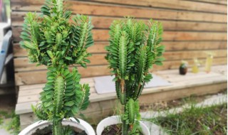 龙骨盆栽管理方法步骤 骨盆栽管理方法步骤是什么