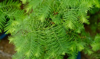 水杉树施什么肥 水杉施肥方法和注意事项