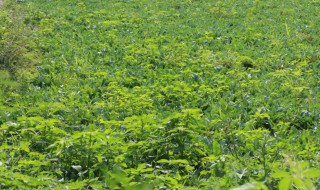 板蓝根冬天怎么种植 板蓝根冬天如何种植