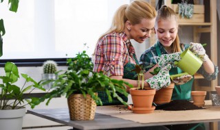 南方卧室内适合养什么植物 适合在卧室养的植物有哪些