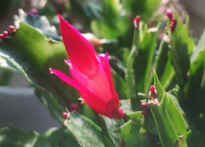 蝎子莲花开花时间 蝎子莲花怎么养才开花