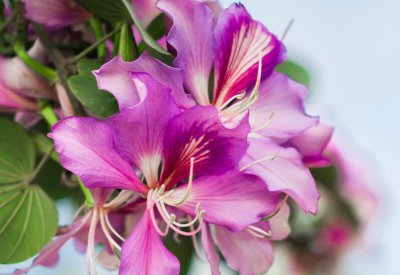 紫荆花花语及象征意义 合家团圆的亲情花紫荆花介绍