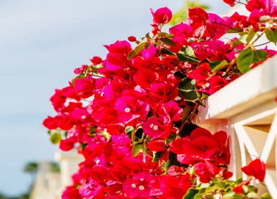 三角梅能打尖吗 如何给三角梅掐尖打顶开花几率更大