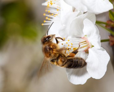 赞美蜜蜂的诗句经典 关于描写蜜蜂勤劳朴实的诗词盘点