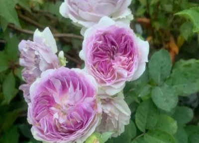 月季树什么时候移栽最好 树状月季几月份移植成活率高