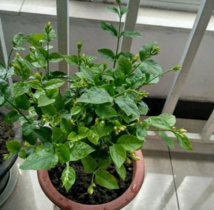 茉莉花多久浇一次水合适 一个月浇一次这种水开花不断