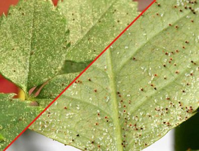 防治红蜘蛛效果比较好的药剂 用什么农药能根治红蜘蛛