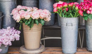 客厅里摆放禁忌植物 客厅里摆放花草禁忌有什么