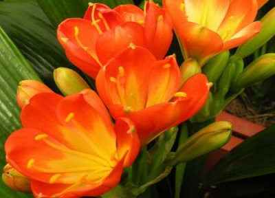 君子兰有公母之分吗 不开花和公母有什么说法