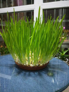 观察蒜苗的生长过程图片 种植蒜苗生长过程记录图解